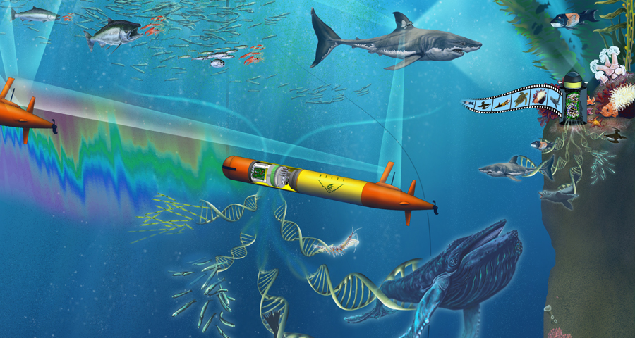 Observing Life in the Sea Using Environmental DNA