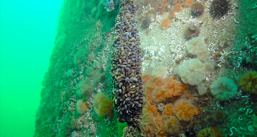 Offshore Wind Farm Artificial Reefs
